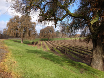 photo of vineyard and oaks