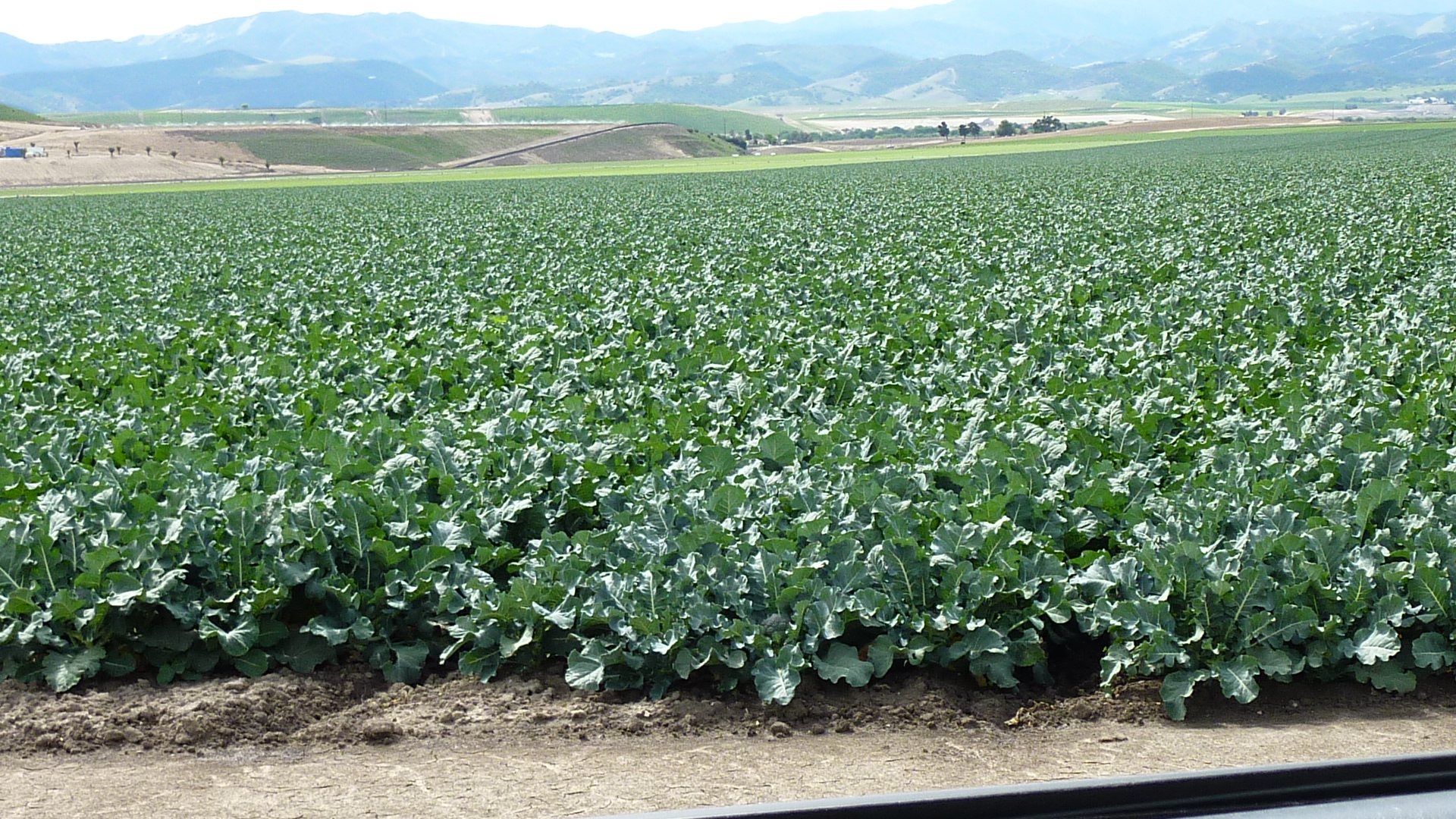 Photo of Broccoli growing with hills in background.