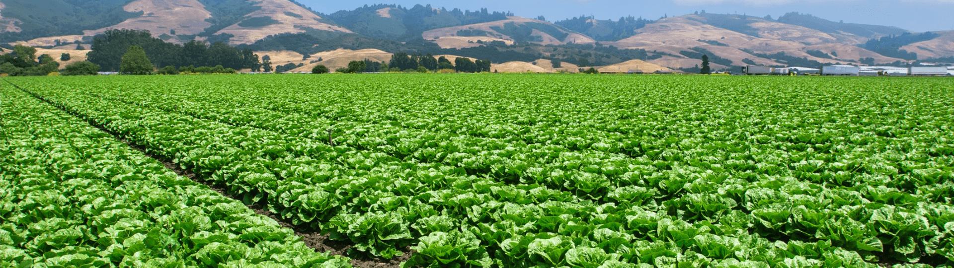 Large agricultural field with rows of green leafy vegetables. Hills in the background.