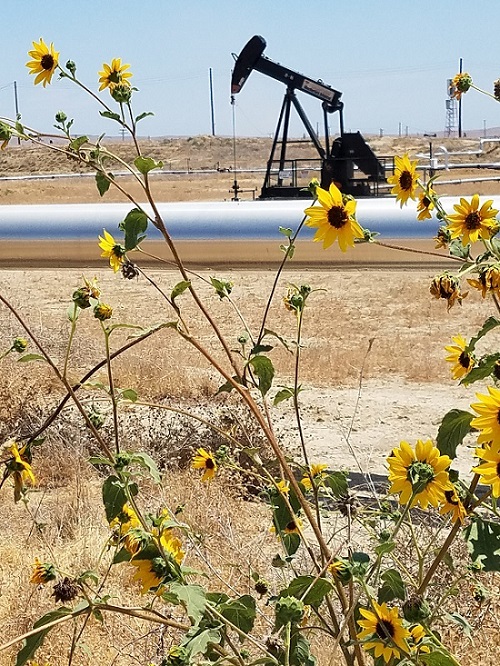 Pumpjack and Sunflowers