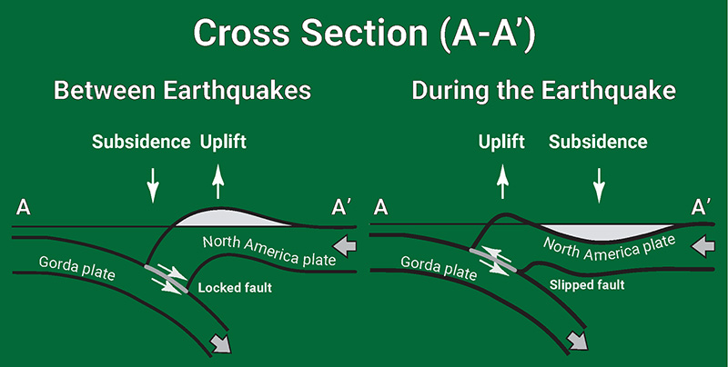 Cascadia subduction zone cross-section.