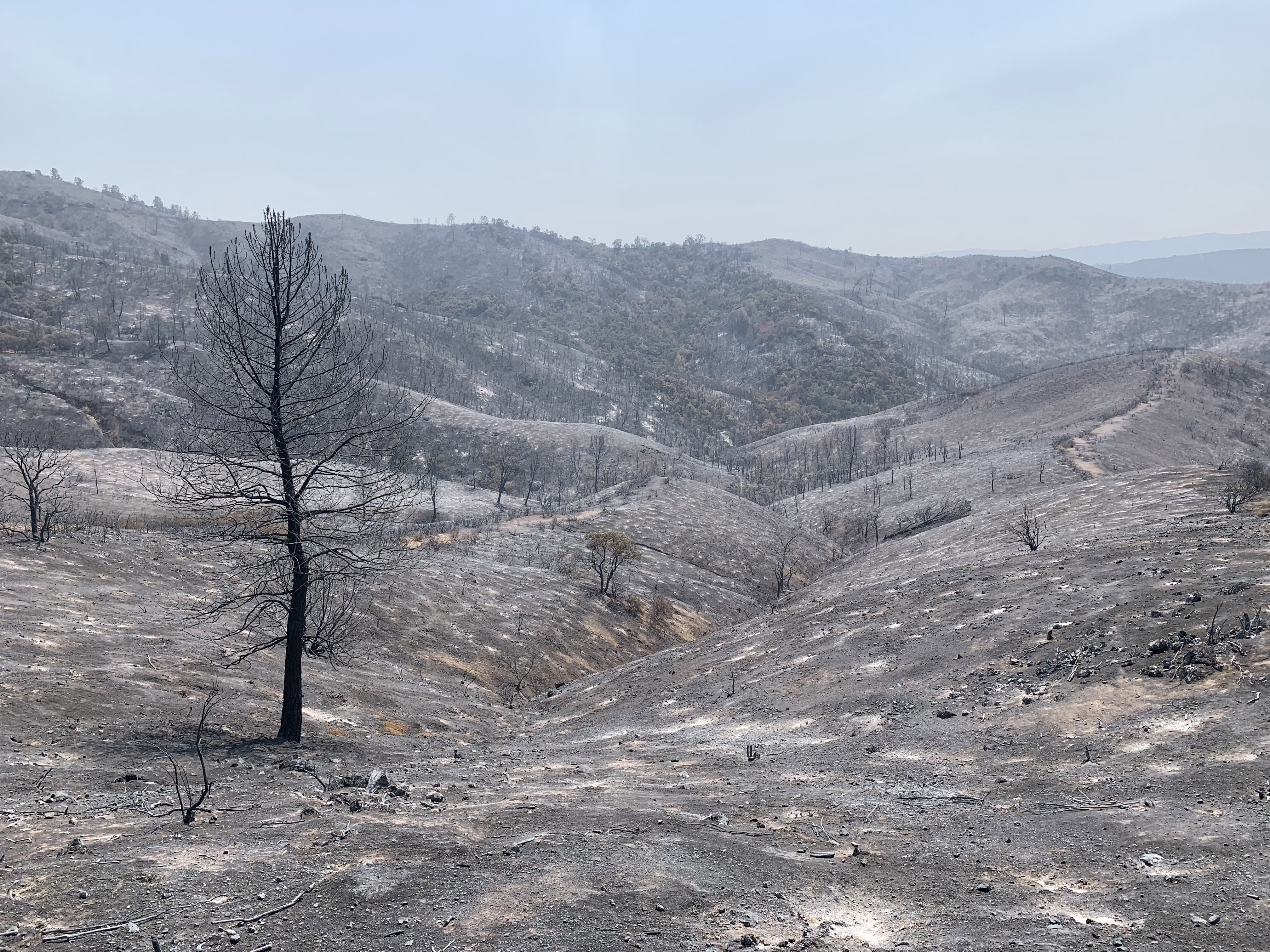 Blackened skeletons of trees and shrubs stand watch over miles of burned hills.