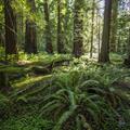 A shady forest.