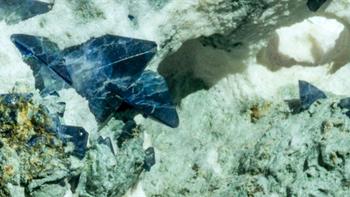 Closeup view of benitoite