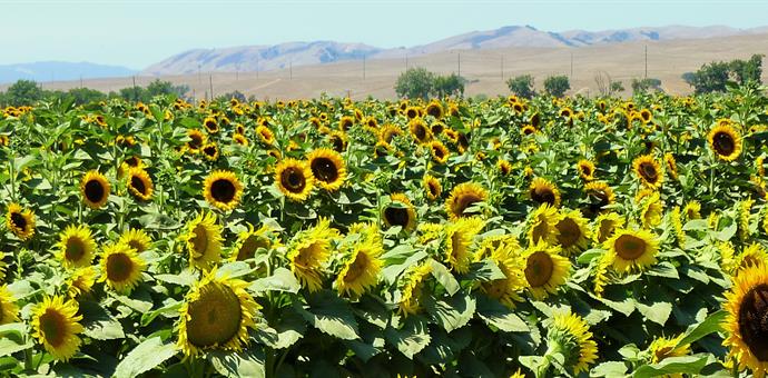Sunflowers in San Benito County.