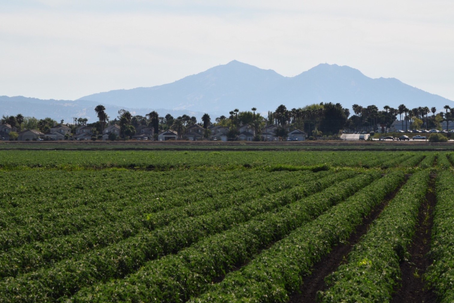 Rows of crops in the foreground and Mt Diablo in the background