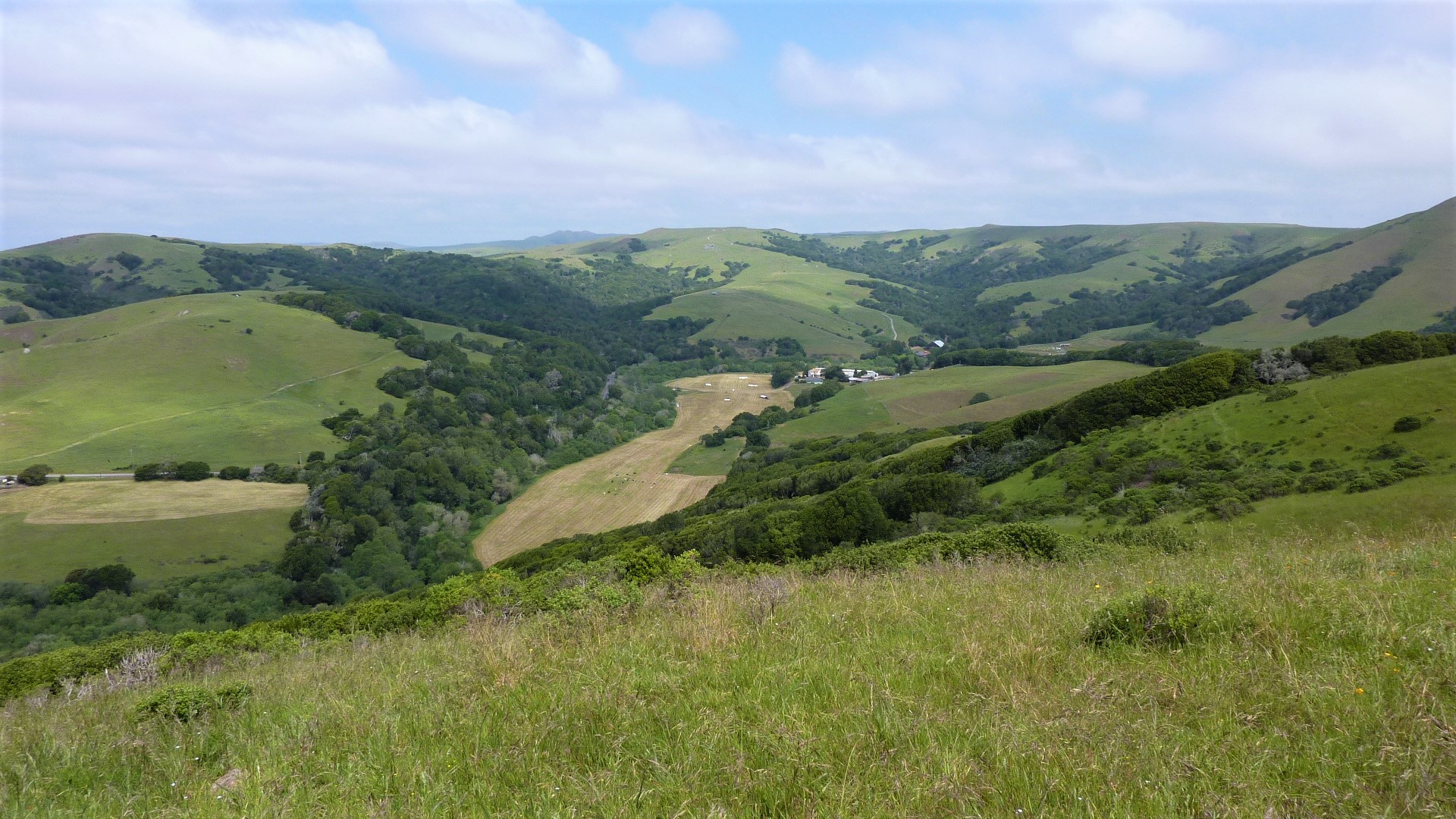 Grass and tree covered rolling green hills with trees.