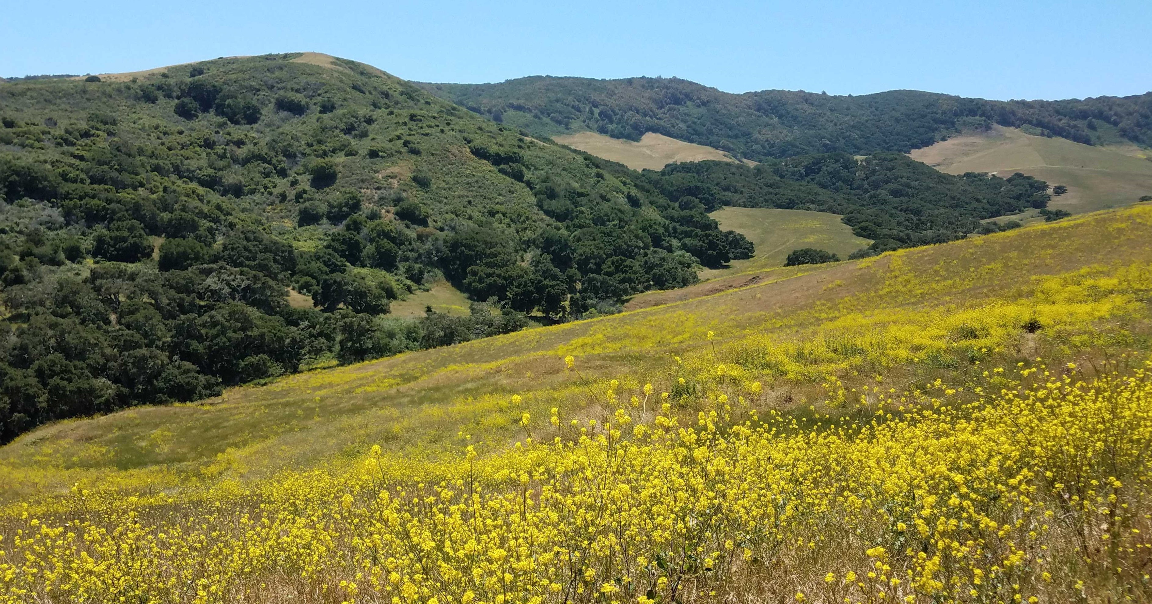 A hill covered with yellow flowers with another tree-covered hill in the background
