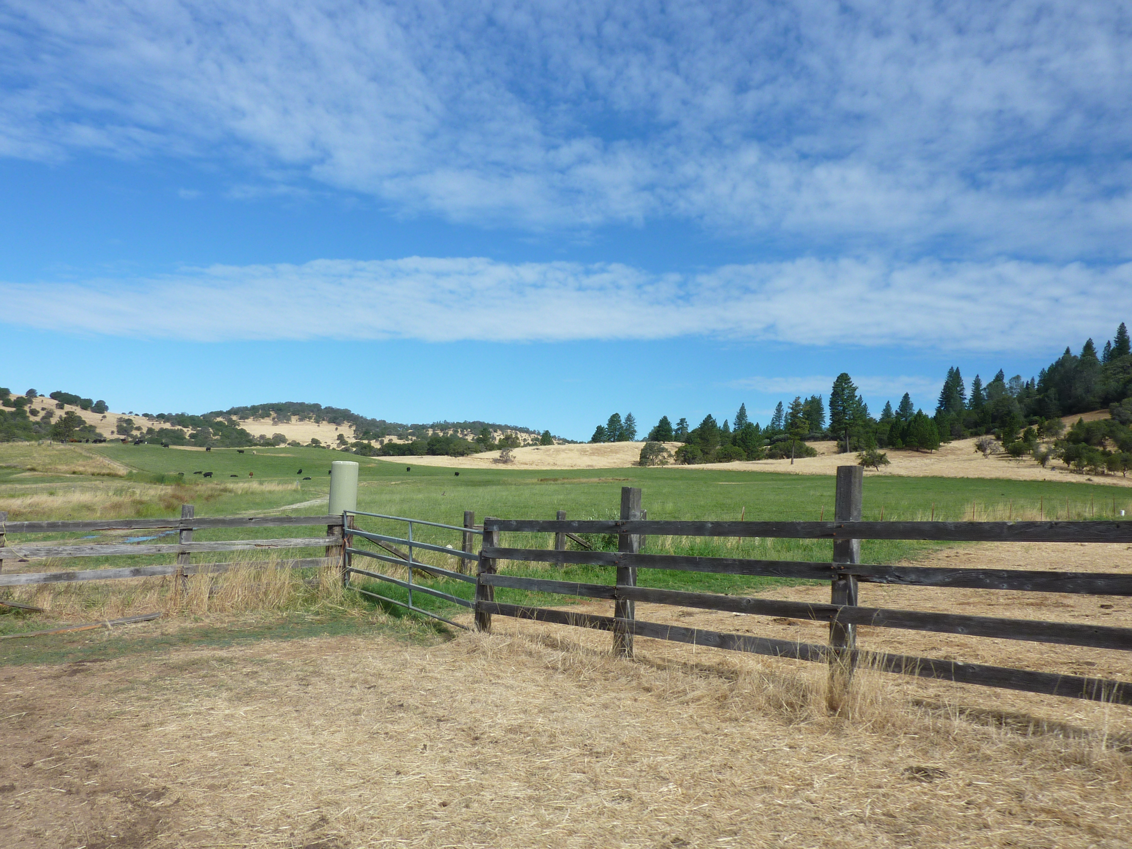 Farm fence and gate in foreground green pasture and trees in the background