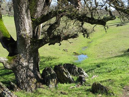 Watershed Oak Tree