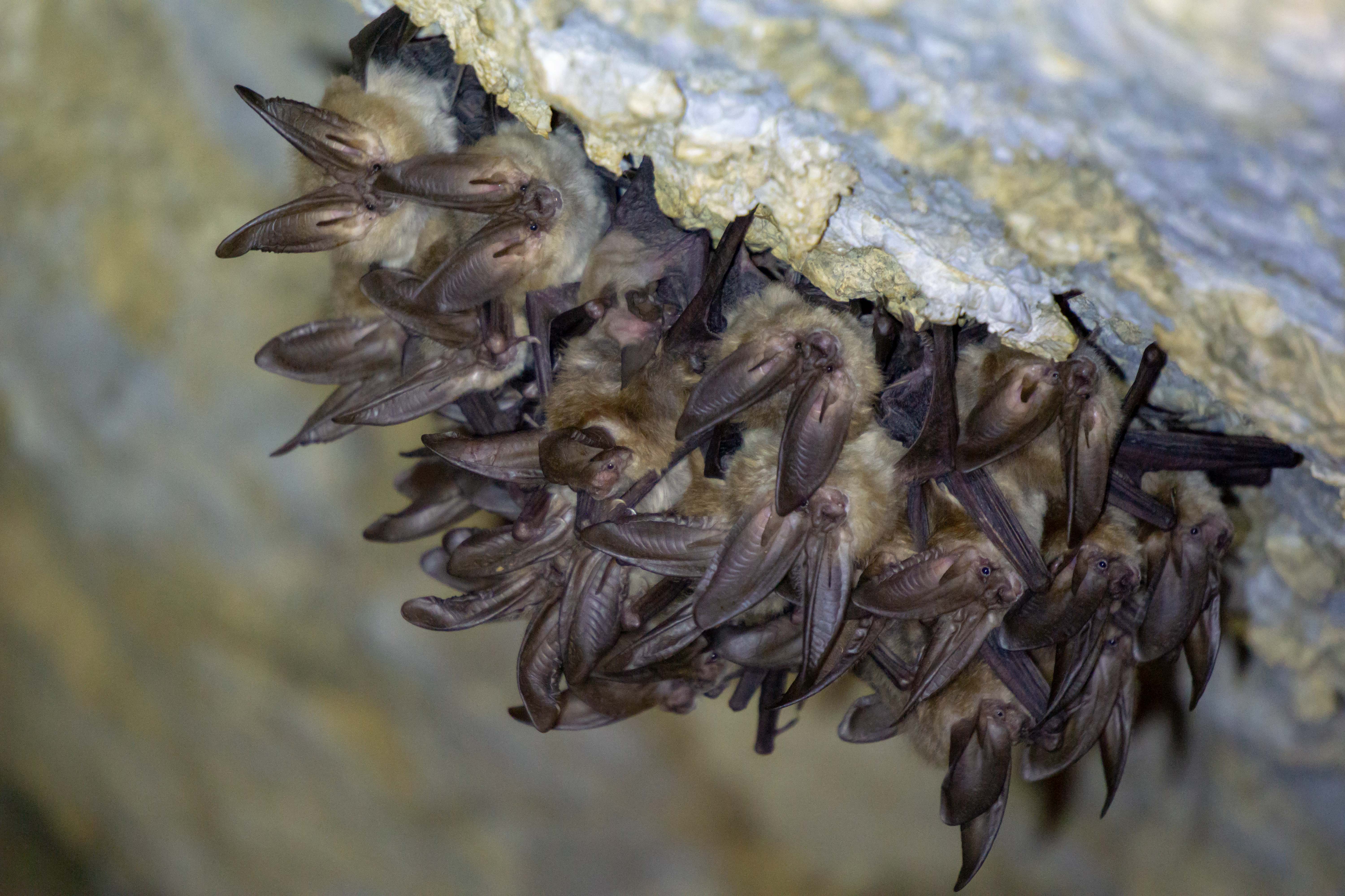 3 Townsend's Big Eared Bats, common California mine inhabitants.  Photo Credit: J. Danielson NDOW