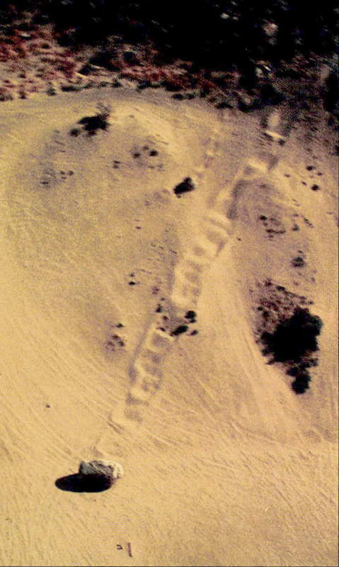 2. Large boulder shaken loose during Landers earthquake that rolled down a windblown, sand-covered slope.
