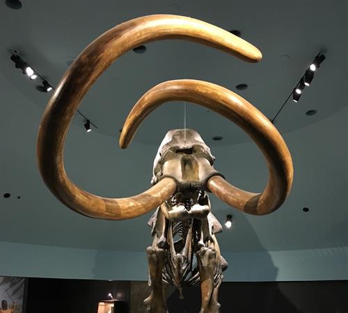 Mammoth skeleton with tusks.