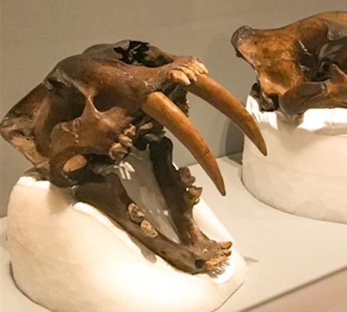 Sabertoothed Cat fossilized skull.